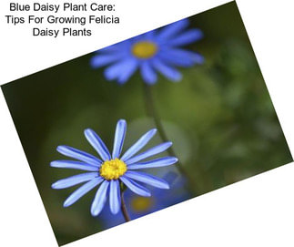 Blue Daisy Plant Care: Tips For Growing Felicia Daisy Plants