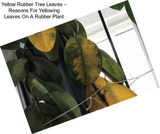 Yellow Rubber Tree Leaves – Reasons For Yellowing Leaves On A Rubber Plant