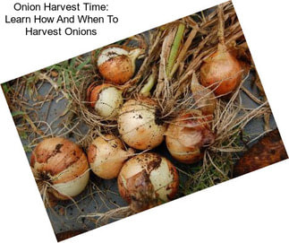 Onion Harvest Time: Learn How And When To Harvest Onions