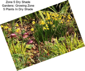 Zone 5 Dry Shade Gardens: Growing Zone 5 Plants In Dry Shade