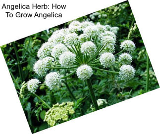 Angelica Herb: How To Grow Angelica