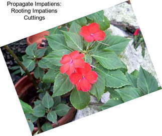 Propagate Impatiens: Rooting Impatiens Cuttings