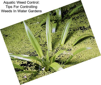 Aquatic Weed Control: Tips For Controlling Weeds In Water Gardens