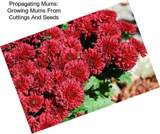 Propagating Mums: Growing Mums From Cuttings And Seeds