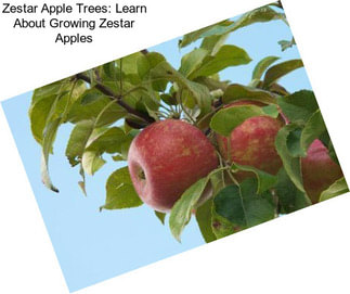 Zestar Apple Trees: Learn About Growing Zestar Apples