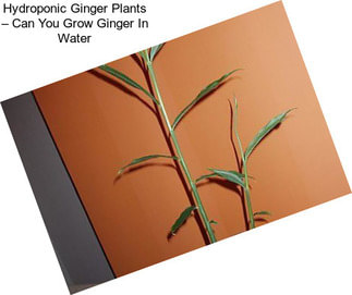 Hydroponic Ginger Plants – Can You Grow Ginger In Water