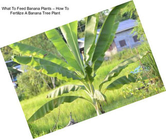 What To Feed Banana Plants – How To Fertilize A Banana Tree Plant
