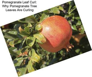 Pomegranate Leaf Curl: Why Pomegranate Tree Leaves Are Curling