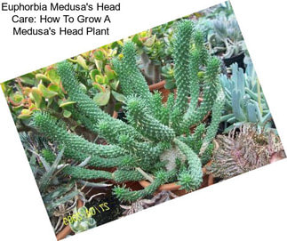 Euphorbia Medusa\'s Head Care: How To Grow A Medusa\'s Head Plant