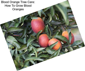 Blood Orange Tree Care: How To Grow Blood Oranges