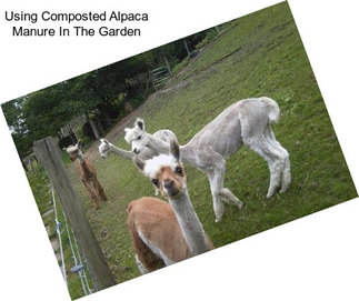 Using Composted Alpaca Manure In The Garden