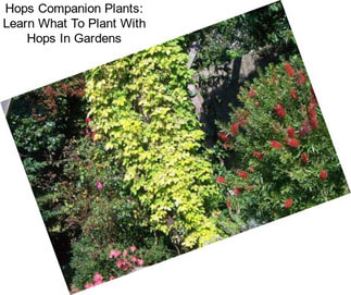 Hops Companion Plants: Learn What To Plant With Hops In Gardens