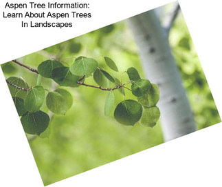 Aspen Tree Information: Learn About Aspen Trees In Landscapes