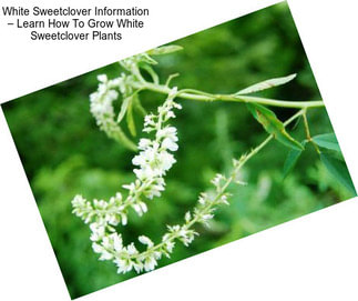 White Sweetclover Information – Learn How To Grow White Sweetclover Plants