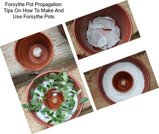 Forsythe Pot Propagation: Tips On How To Make And Use Forsythe Pots