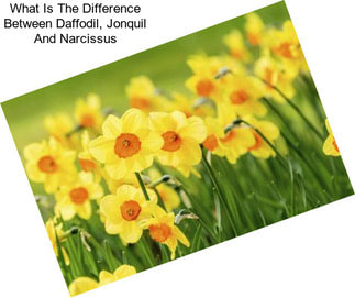 What Is The Difference Between Daffodil, Jonquil And Narcissus