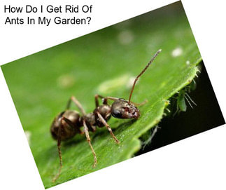 How Do I Get Rid Of Ants In My Garden?