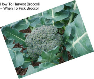 How To Harvest Broccoli – When To Pick Broccoli