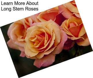 Learn More About Long Stem Roses