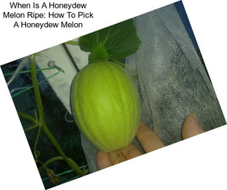 When Is A Honeydew Melon Ripe: How To Pick A Honeydew Melon