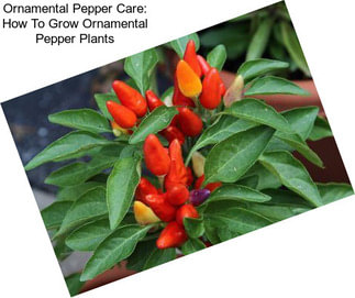 Ornamental Pepper Care: How To Grow Ornamental Pepper Plants