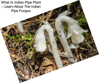 What Is Indian Pipe Plant – Learn About The Indian Pipe Fungus