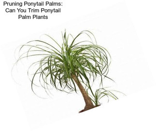 Pruning Ponytail Palms: Can You Trim Ponytail Palm Plants