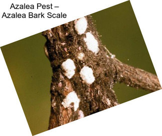Azalea Pest – Azalea Bark Scale