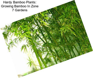 Hardy Bamboo Plants: Growing Bamboo In Zone 7 Gardens