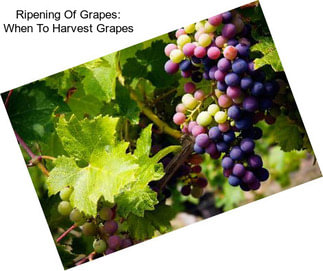 Ripening Of Grapes: When To Harvest Grapes