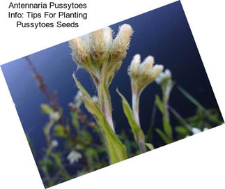 Antennaria Pussytoes Info: Tips For Planting Pussytoes Seeds
