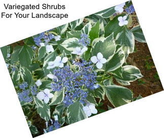 Variegated Shrubs For Your Landscape