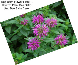 Bee Balm Flower Plant – How To Plant Bee Balm And Bee Balm Care