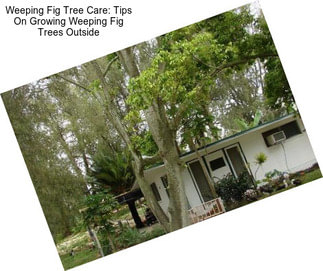 Weeping Fig Tree Care: Tips On Growing Weeping Fig Trees Outside