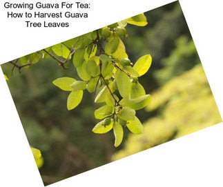 Growing Guava For Tea: How to Harvest Guava Tree Leaves