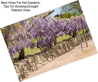 Best Vines For Hot Gardens: Tips On Growing Drought Tolerant Vines