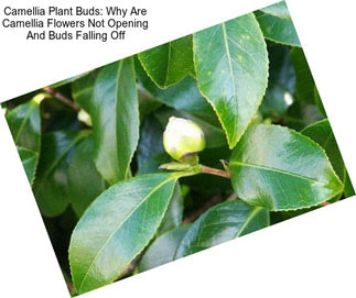 Camellia Plant Buds: Why Are Camellia Flowers Not Opening And Buds Falling Off