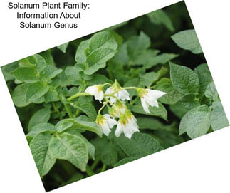 Solanum Plant Family: Information About Solanum Genus