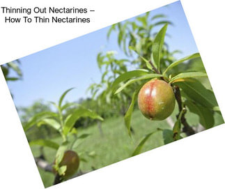 Thinning Out Nectarines – How To Thin Nectarines