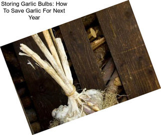 Storing Garlic Bulbs: How To Save Garlic For Next Year