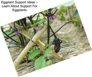 Eggplant Support Ideas – Learn About Support For Eggplants