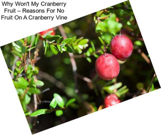 Why Won\'t My Cranberry Fruit – Reasons For No Fruit On A Cranberry Vine