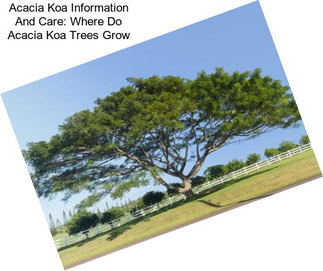 Acacia Koa Information And Care: Where Do Acacia Koa Trees Grow