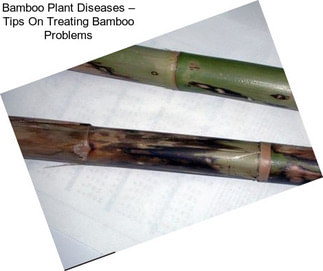 Bamboo Plant Diseases – Tips On Treating Bamboo Problems