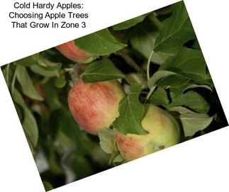 Cold Hardy Apples: Choosing Apple Trees That Grow In Zone 3