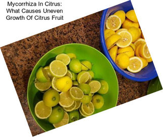 Mycorrhiza In Citrus: What Causes Uneven Growth Of Citrus Fruit