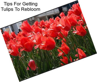Tips For Getting Tulips To Rebloom
