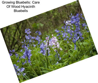 Growing Bluebells: Care Of Wood Hyacinth Bluebells
