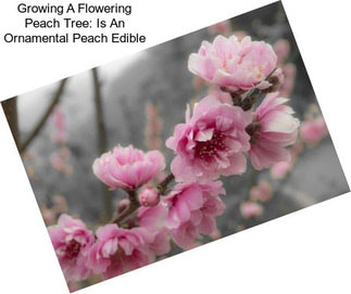 Growing A Flowering Peach Tree: Is An Ornamental Peach Edible