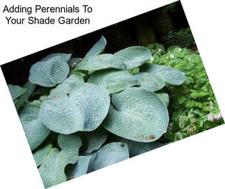 Adding Perennials To Your Shade Garden